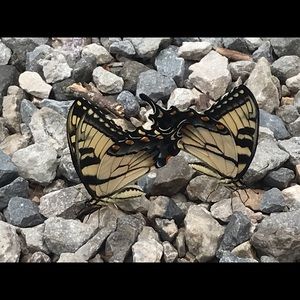 Meet your Posher, Tracy